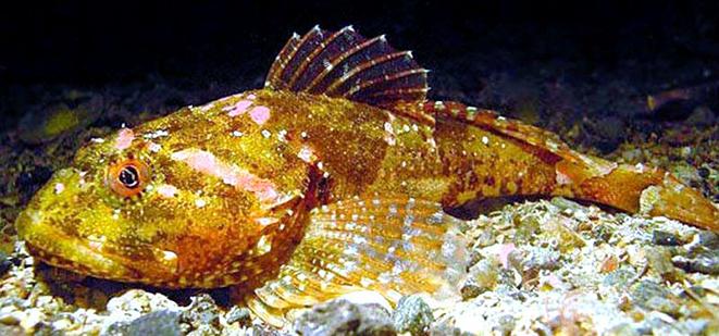 Myoxocephalus scorpius_06.jpg